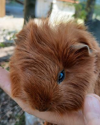Cavia peruviana oro satin maschio