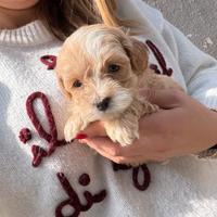 Cuccioli di Maltipoo Mini Toy