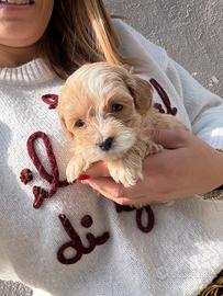 Cuccioli di Maltipoo Mini Toy