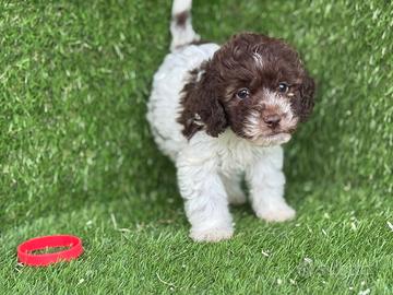 Lagotto romagnolo