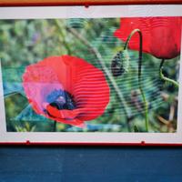 quadri con campi di Papaveri e tulipani