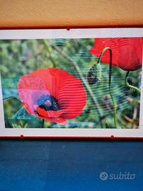 quadri con campi di Papaveri e tulipani