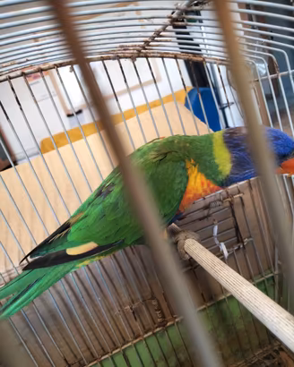 Lori arcobaleno maschio