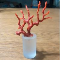 Corallo rosso (Rubrum ) su base