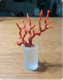 Corallo rosso (Rubrum ) su base