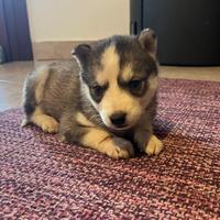 Cuccioli di Husky