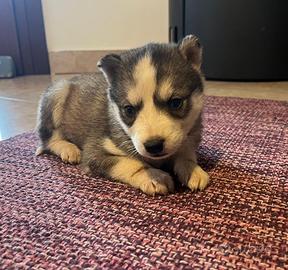 Cuccioli di Husky