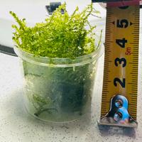 Muschio di Java moss