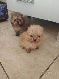Spitz di Pomerania nano
