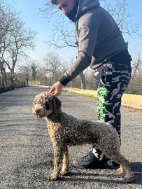 Lagotto Romagnolo