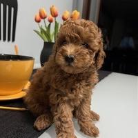 Barboncino red toy/nano - prezzo trattabile