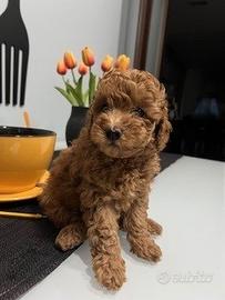 Barboncino red toy/nano - prezzo trattabile