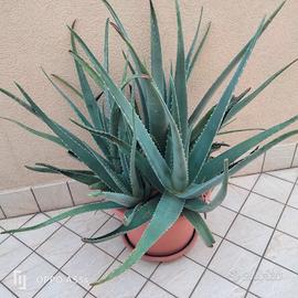 Pianta Aloe
