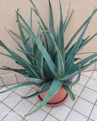 Pianta Aloe