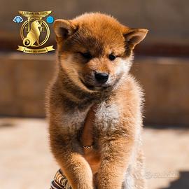 Cuccioli di Shiba Inu con pedigree originali
