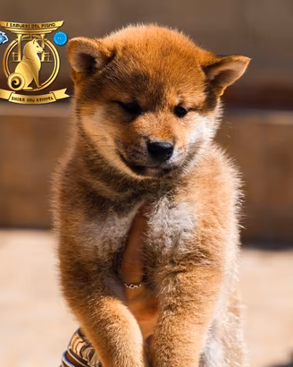 Cuccioli di Shiba Inu con pedigree originali