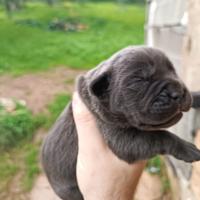 Cuccioli cane corso con peedigre