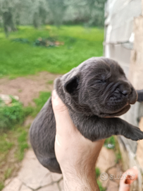 Cuccioli cane corso con peedigre