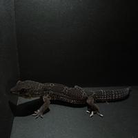 Geco Leopardino Black Night maschio