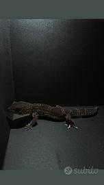 Geco Leopardino Black Night maschio