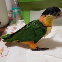 Caicco testa nera allevato a mano e SESSATO