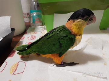 Caicco testa nera allevato a mano e SESSATO