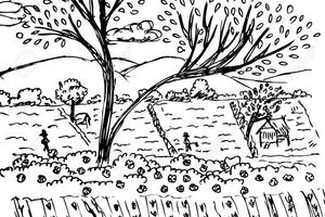 Rif.AA-T03| terreno agricolo follonica