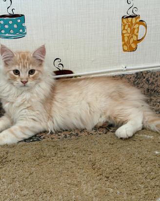 Splendidi cuccioli di Maine Coon disponibili