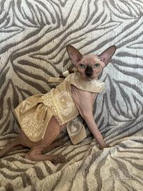 Sphynx cucciola