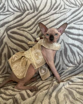 Sphynx cucciola