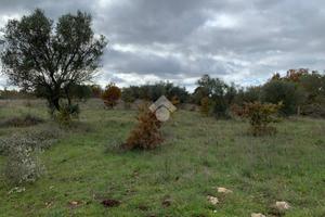 TER. AGRICOLO A SANTERAMO IN COLLE