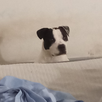 Cucciolo di 9 mesi trovato per strada