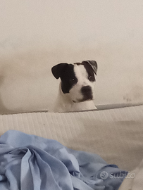 Cucciolo di 9 mesi trovato per strada