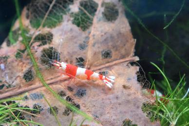 Caridine Crystal Red