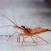 Lysmata wurdemanni di allevamento mangia aiptasie