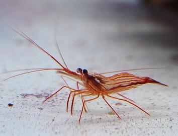 Lysmata wurdemanni di allevamento mangia aiptasie