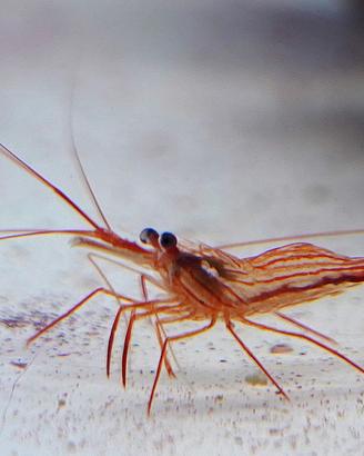 Lysmata wurdemanni di allevamento mangia aiptasie