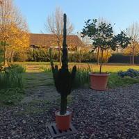 cactus gigante