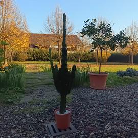 cactus gigante 