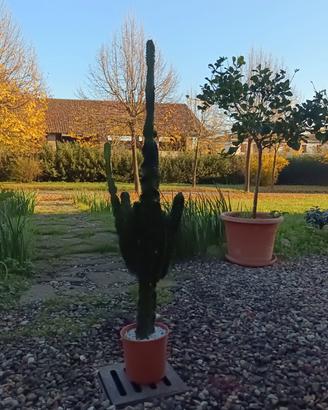 cactus gigante