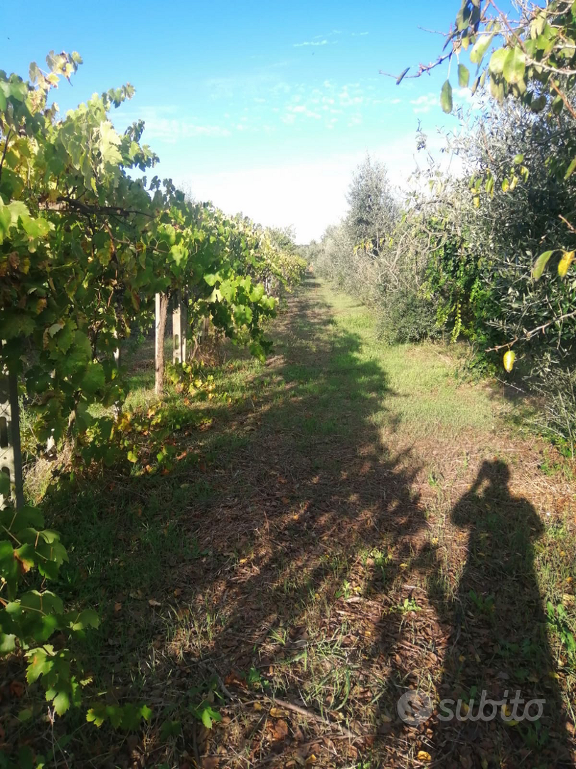 Terreno con manufatto condonato - Vista 3