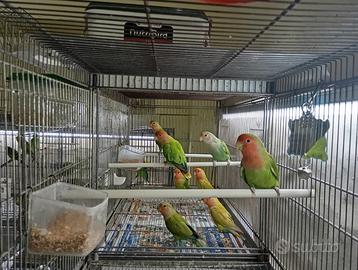 Inseparabili