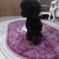 Barboncino Toy Maschietto