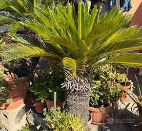Pianta di Cycas in vaso