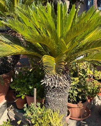 Pianta di Cycas in vaso