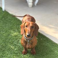 Bassotto per accoppiamento