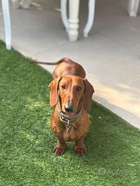 Bassotto per accoppiamento