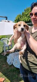 Dafne: 3 mesi buonissima e dolcissima