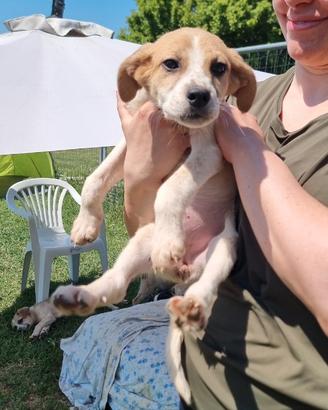 Dafne: 3 mesi buonissima e dolcissima