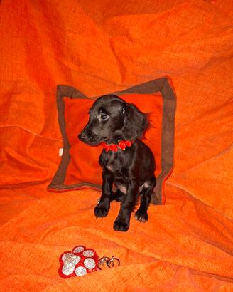 Incrocio tra cocker e barboncino nano